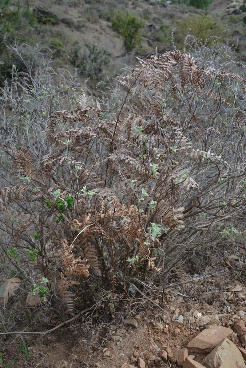 Pteridium yunnanense