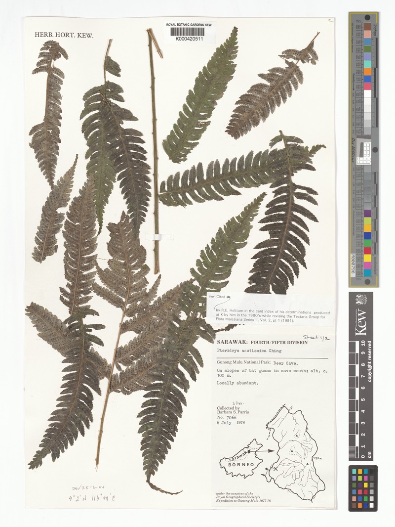 Pteridrys acutissima