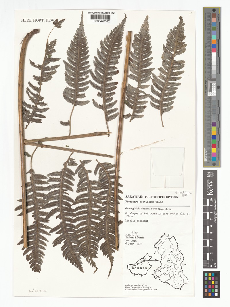 Pteridrys acutissima photo 2