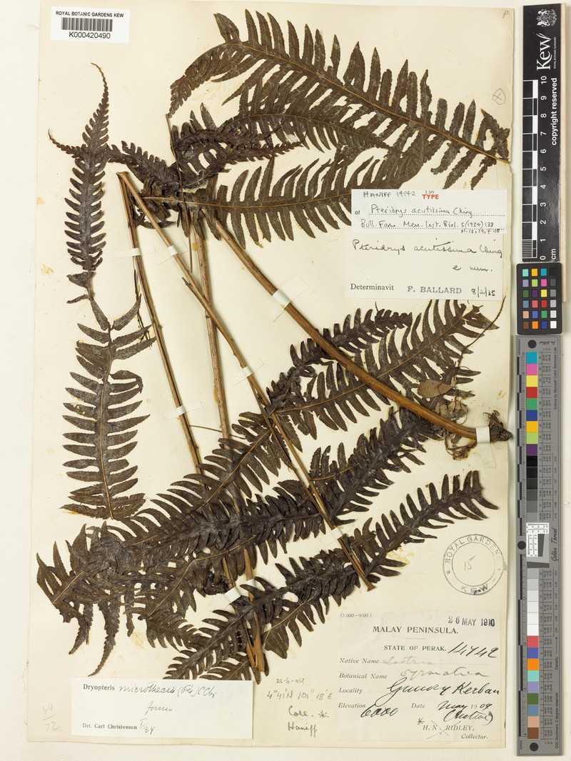 Pteridrys acutissima photo 3