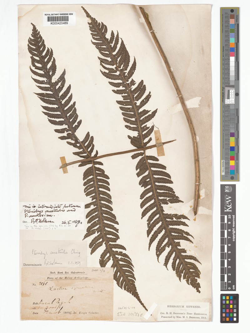 Pteridrys acutissima photo 4