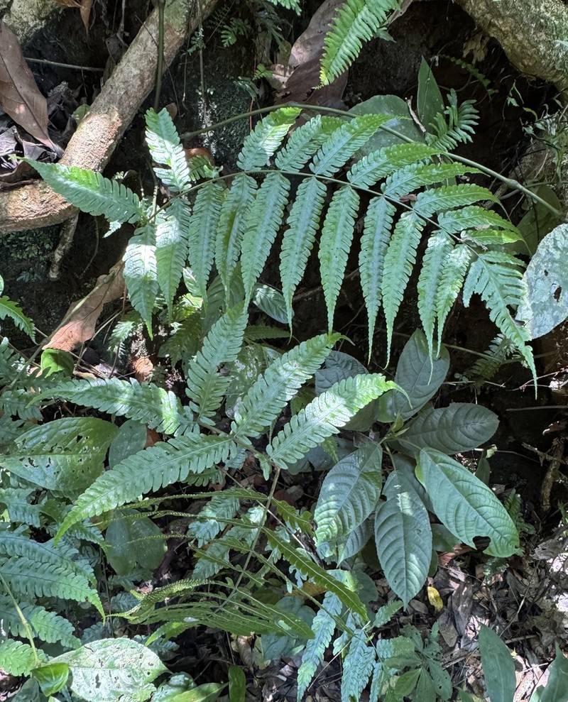 Pteridrys australis