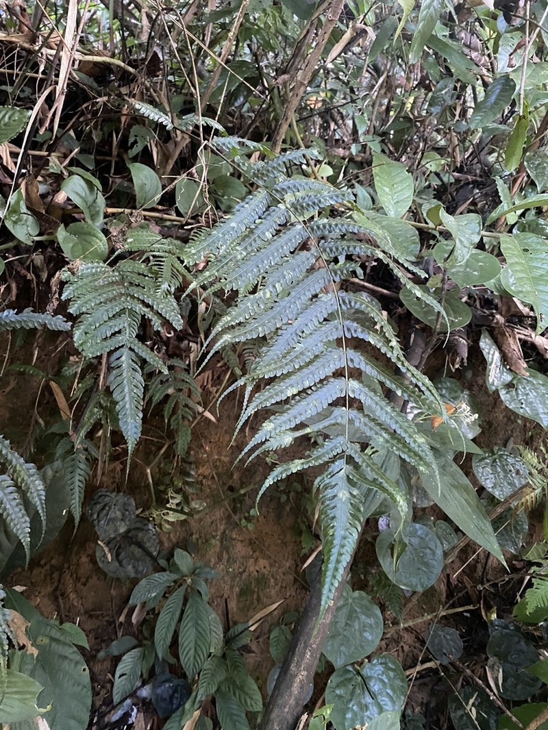 Pteridrys australis photo 2