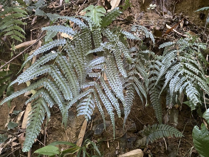 Pteridrys australis photo 3