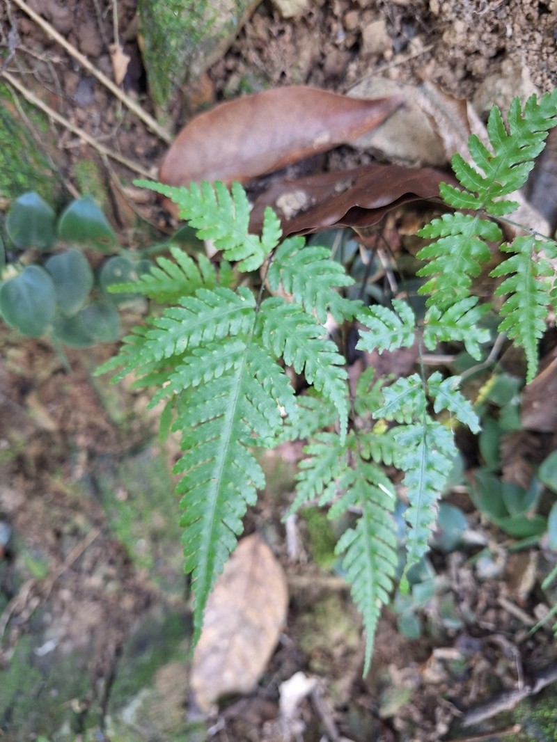 Pteridrys australis photo 4