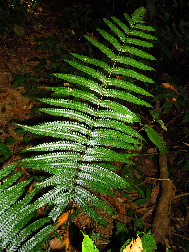 Pteridrys australis photo 5