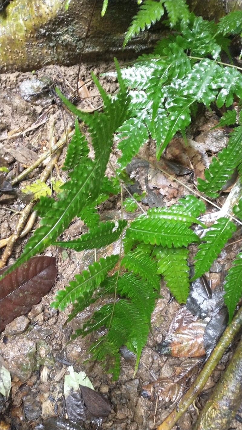 Pteridrys australis photo 6