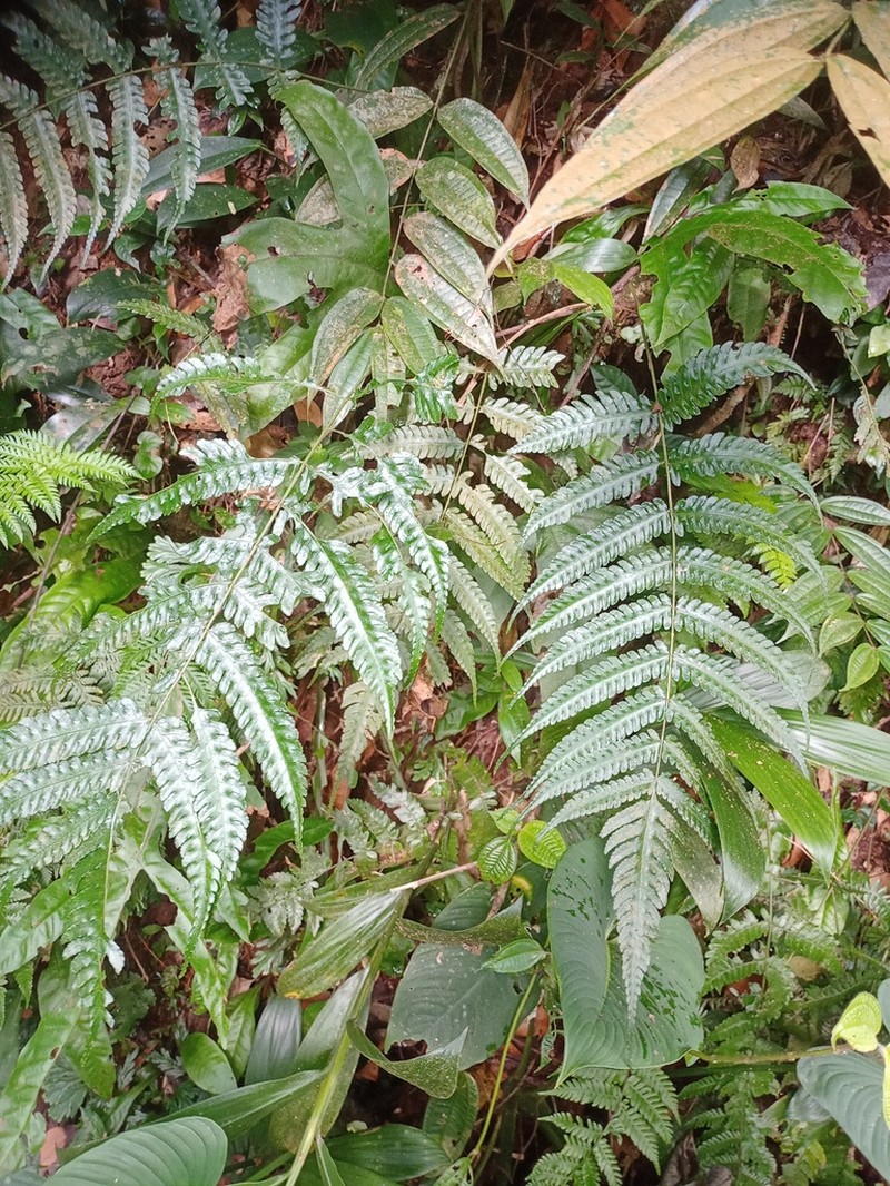 Pteridrys australis photo 7