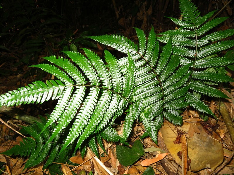 Pteridrys australis photo 8