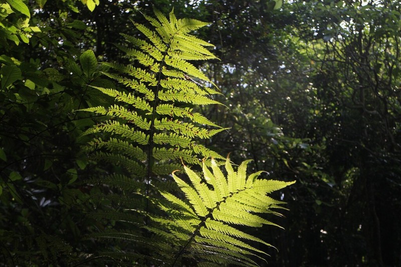 Pteridrys cnemidaria