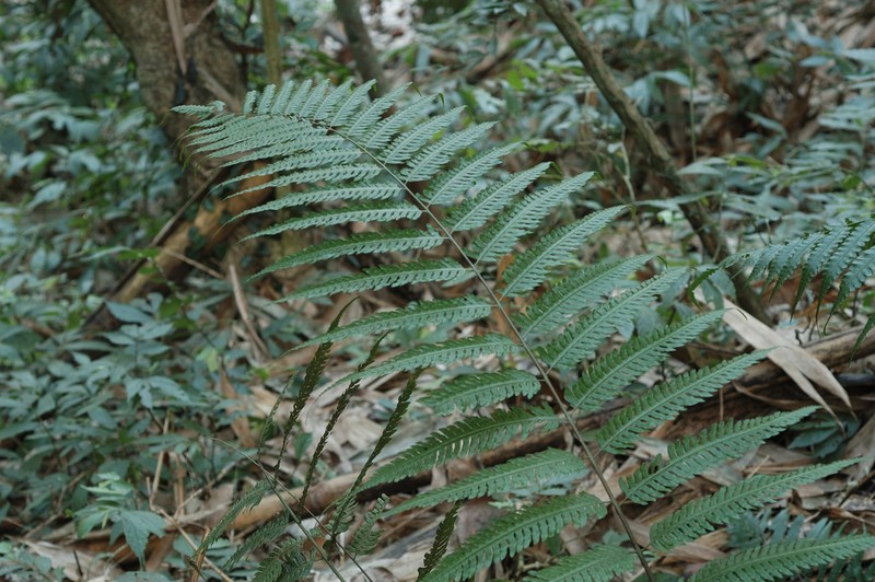 Pteridrys cnemidaria photo 2