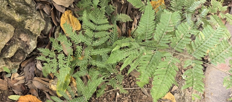 Pteridrys cnemidaria photo 3