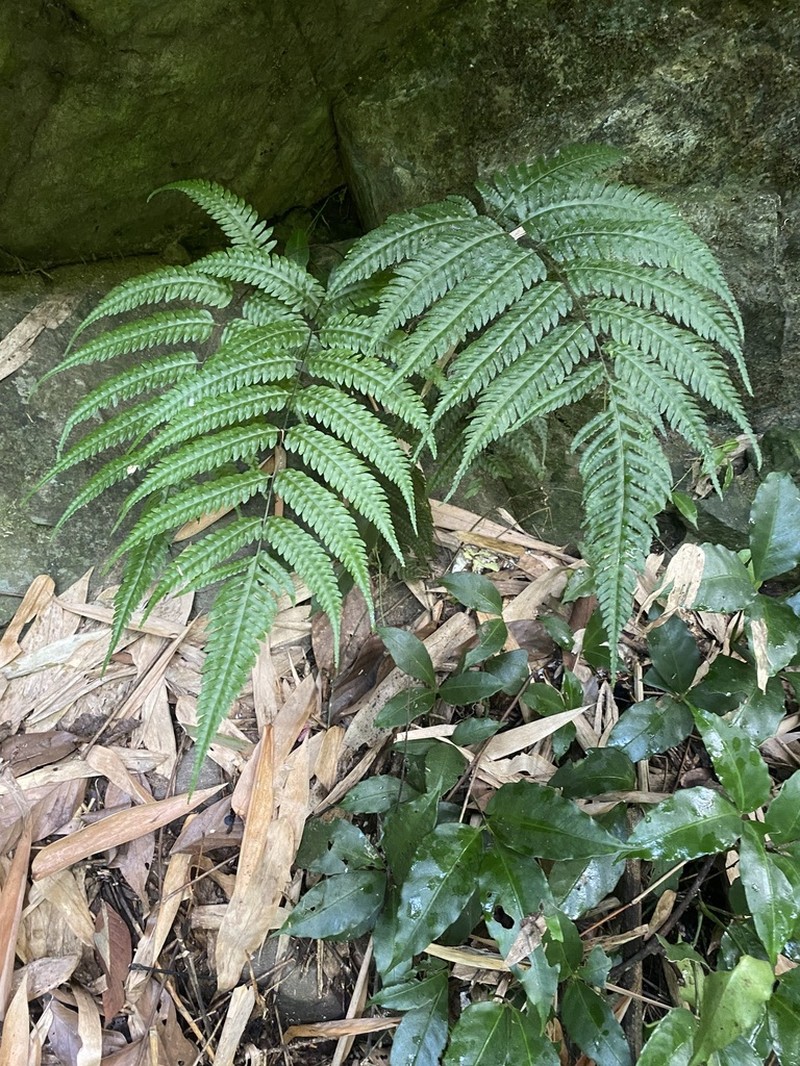 Pteridrys cnemidaria photo 4