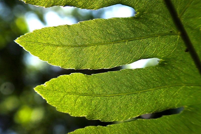 Pteridrys cnemidaria photo 5