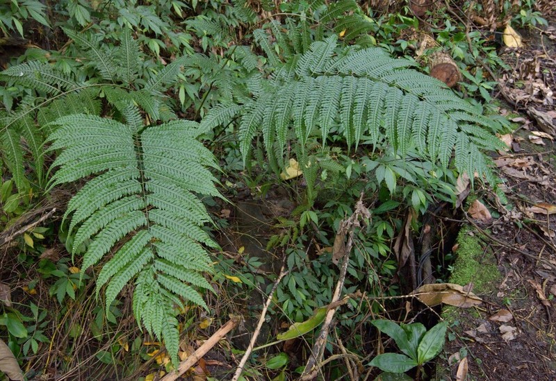 Pteridrys cnemidaria photo 6