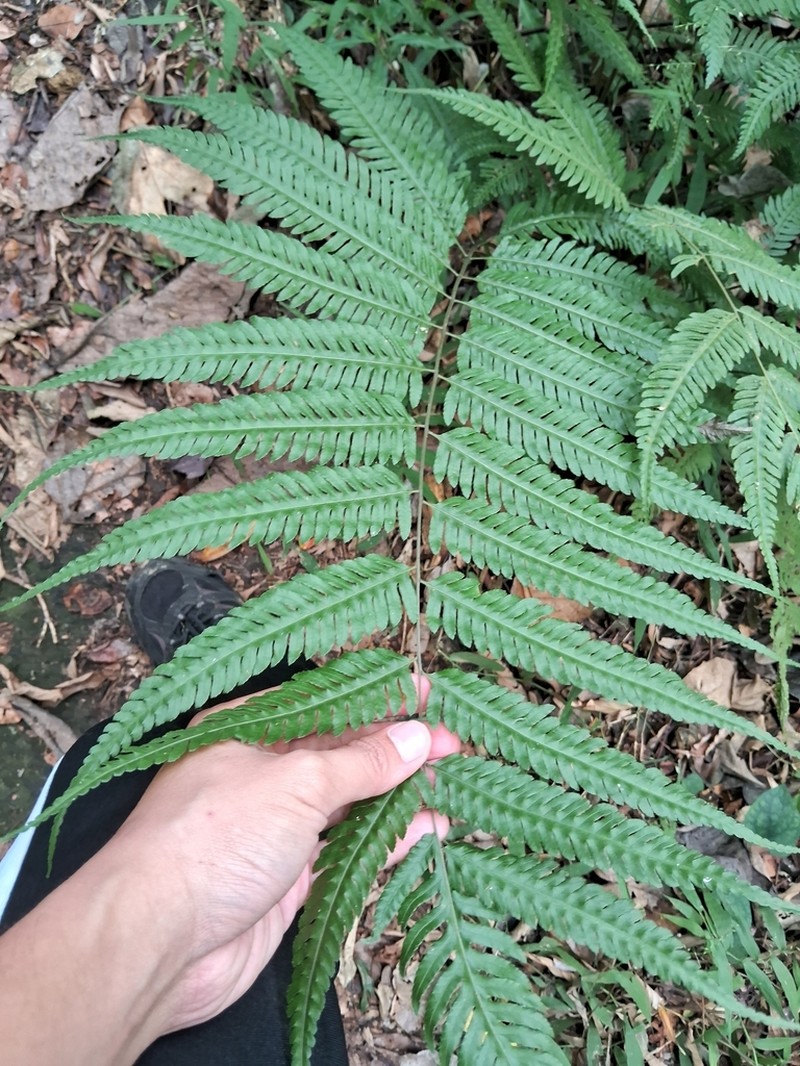 Pteridrys cnemidaria photo 7
