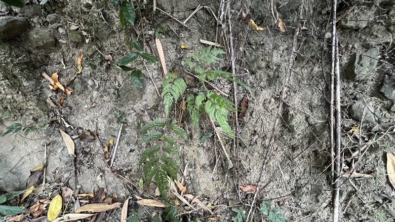 Pteridrys cnemidaria photo 8