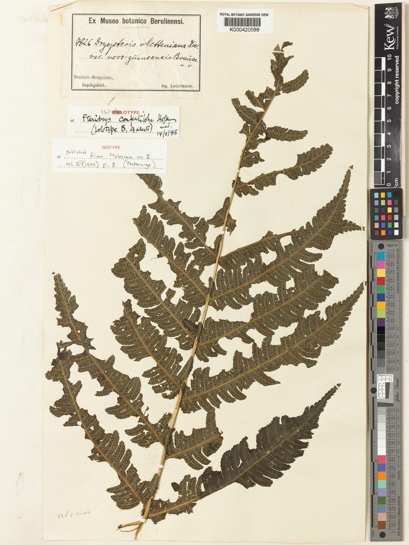 Pteridrys confertiloba