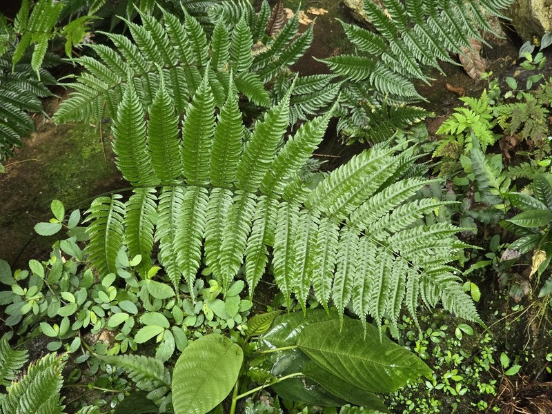 Pteridrys microthecia