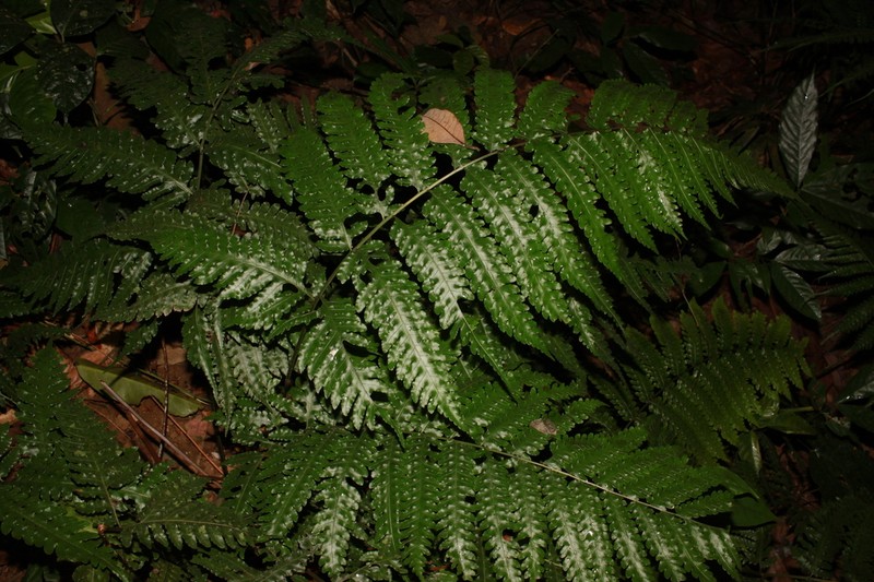 Pteridrys microthecia photo 2