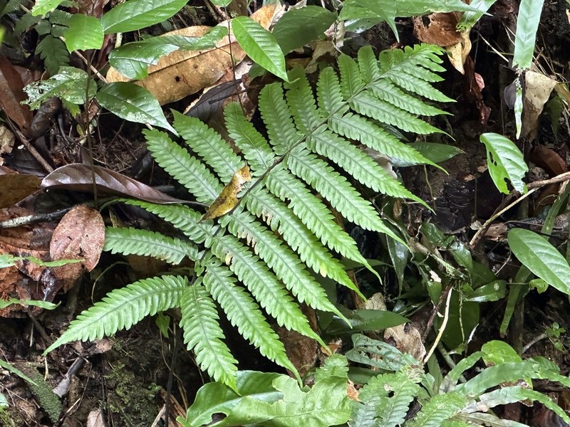 Pteridrys microthecia photo 3
