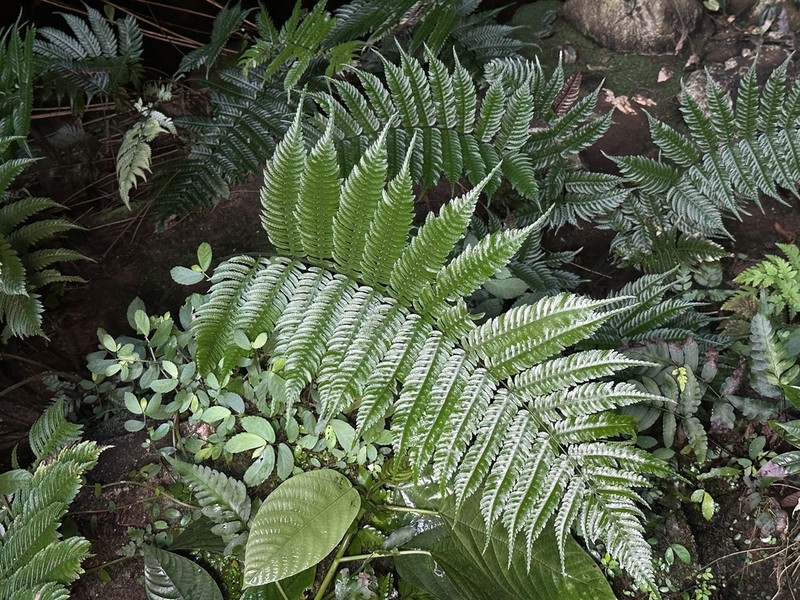 Pteridrys microthecia photo 4