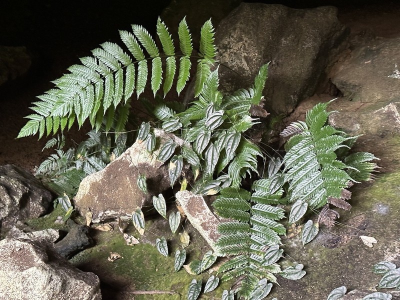 Pteridrys microthecia photo 5