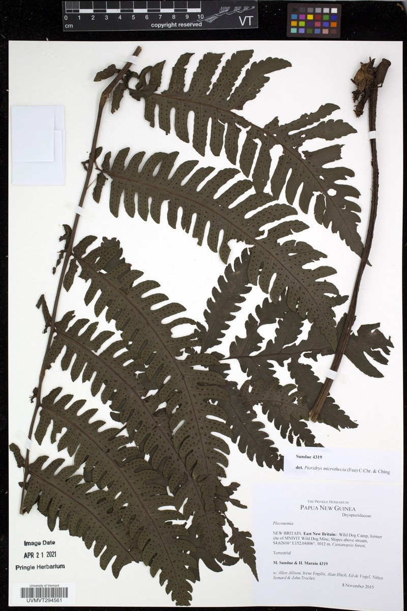 Pteridrys microthecia photo 8