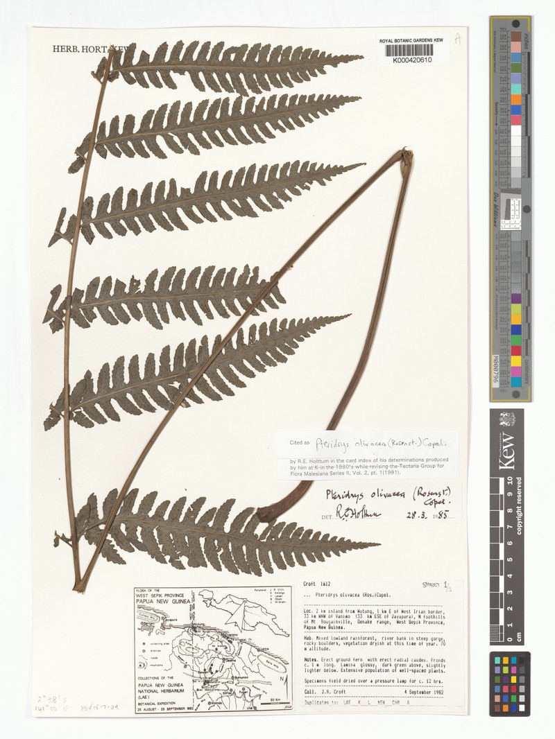 Pteridrys olivacea