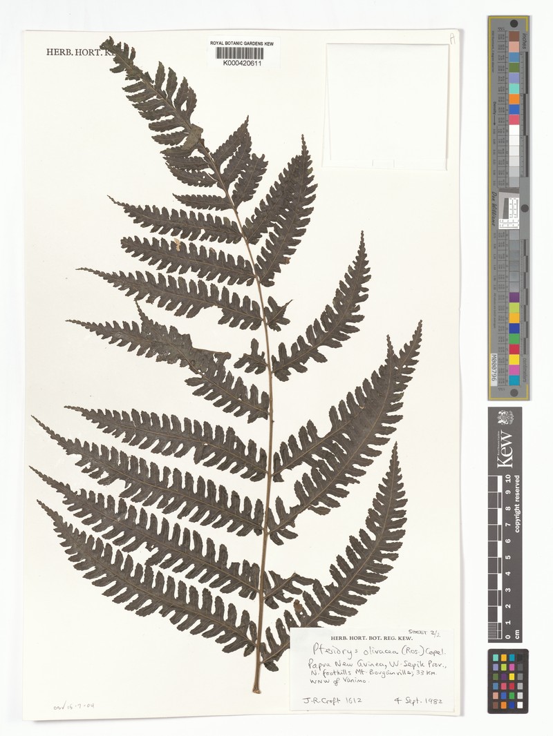 Pteridrys olivacea photo 2