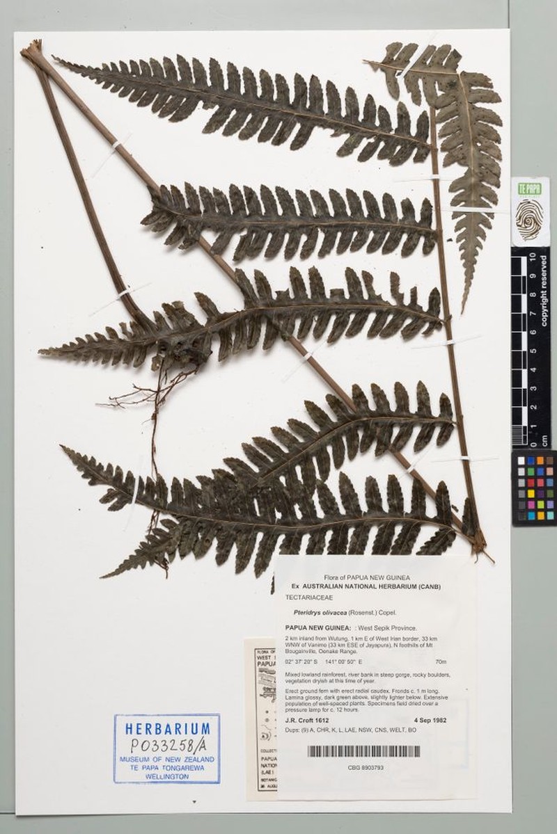 Pteridrys olivacea photo 3