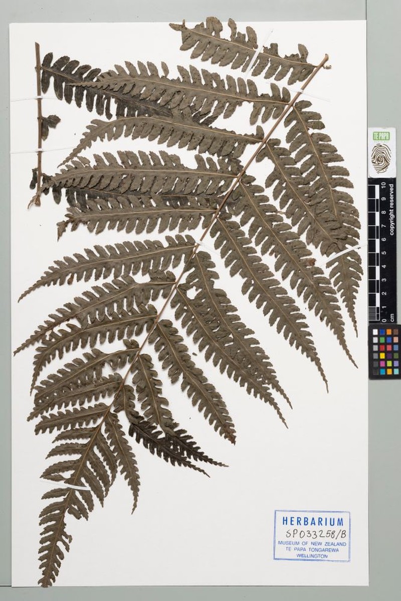 Pteridrys olivacea photo 4