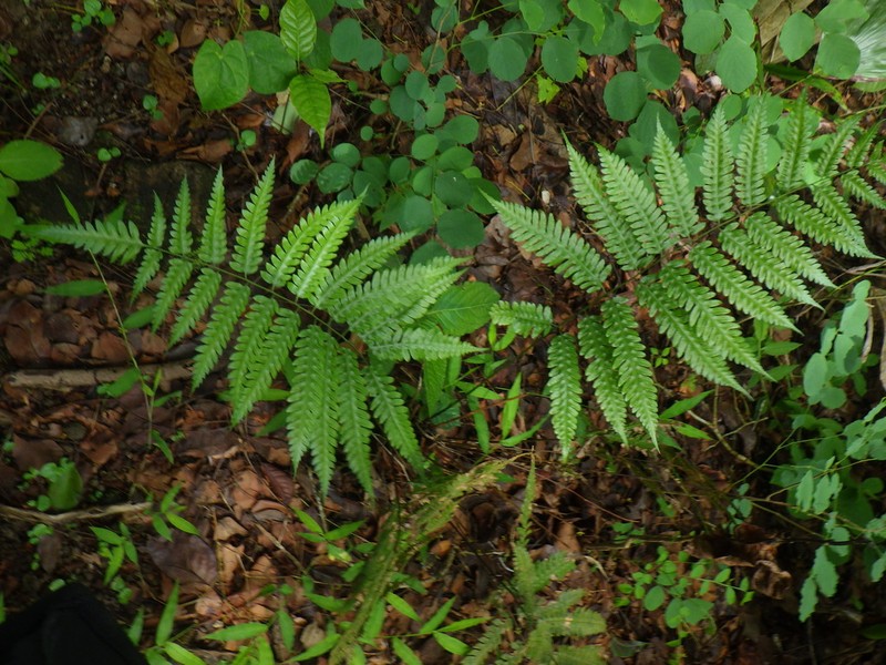Pteridrys syrmatica photo 2