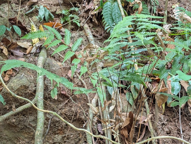 Pteridrys syrmatica photo 3