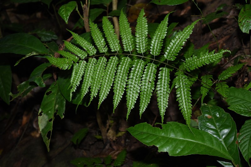 Pteridrys syrmatica photo 4