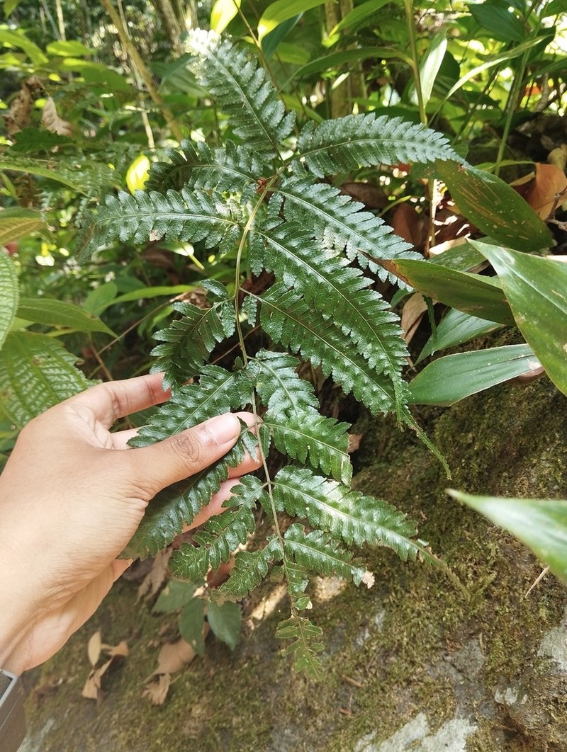 Pteridrys syrmatica photo 5