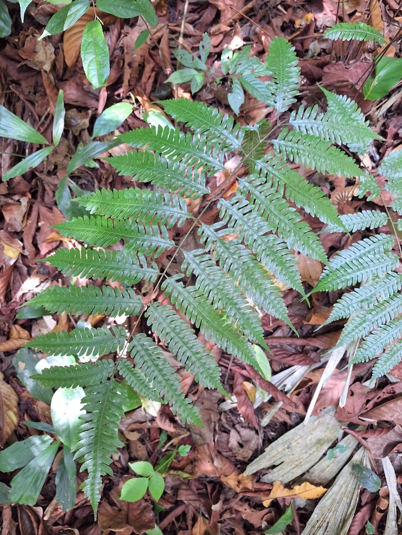 Pteridrys syrmatica photo 6