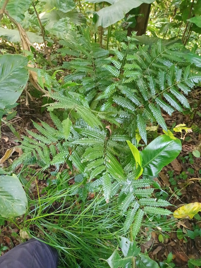 Pteridrys syrmatica photo 7
