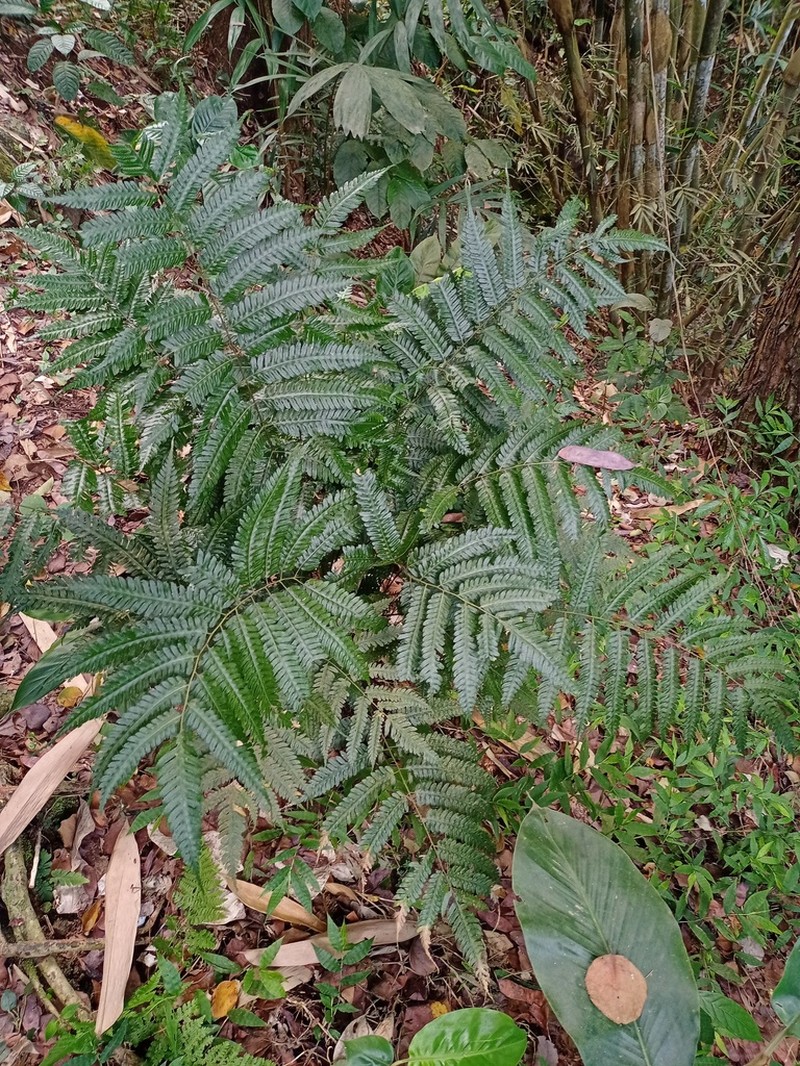Pteridrys syrmatica photo 8