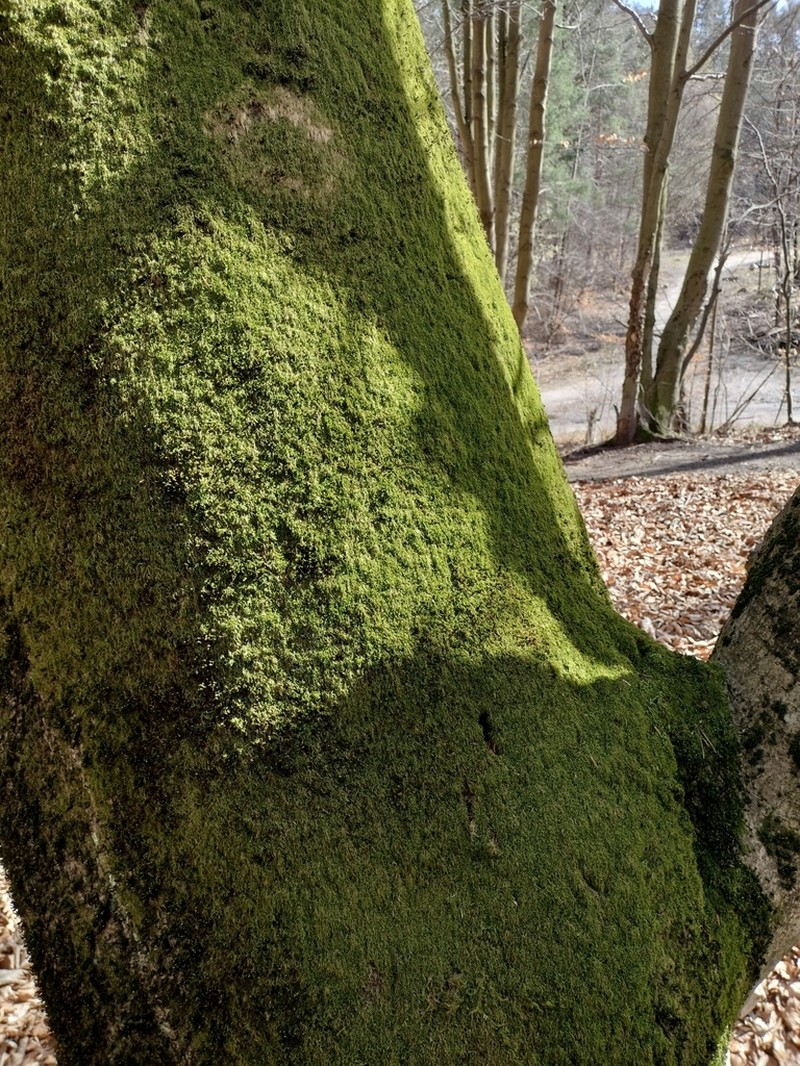 Pterigynandrum Moss photo 2