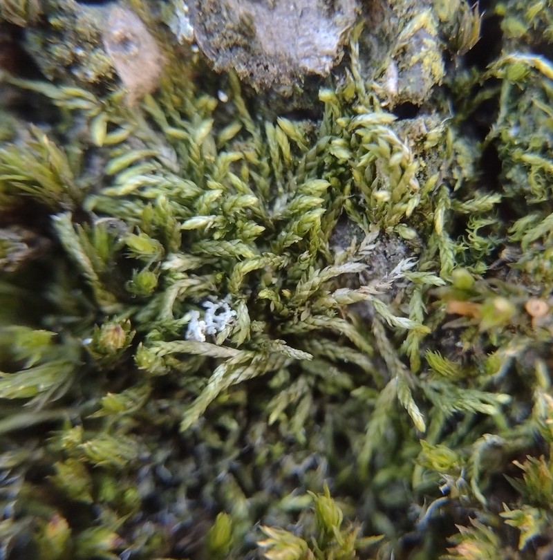 Pterigynandrum Moss photo 3