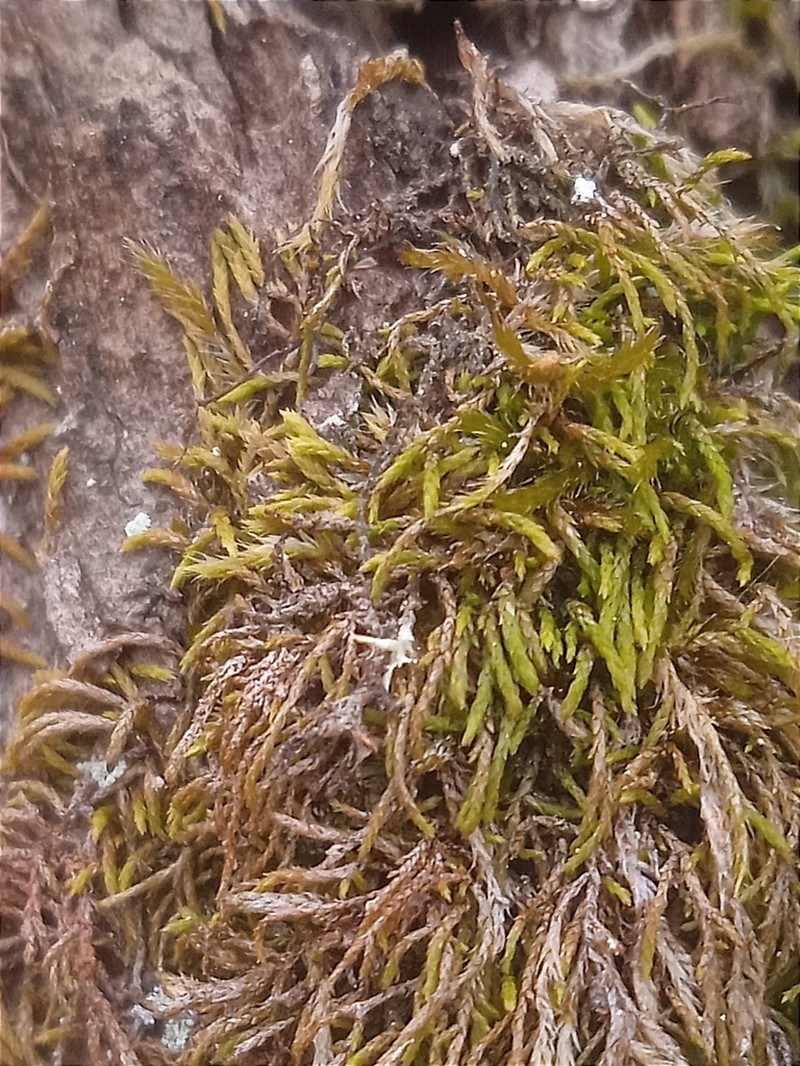 Pterigynandrum Moss photo 4