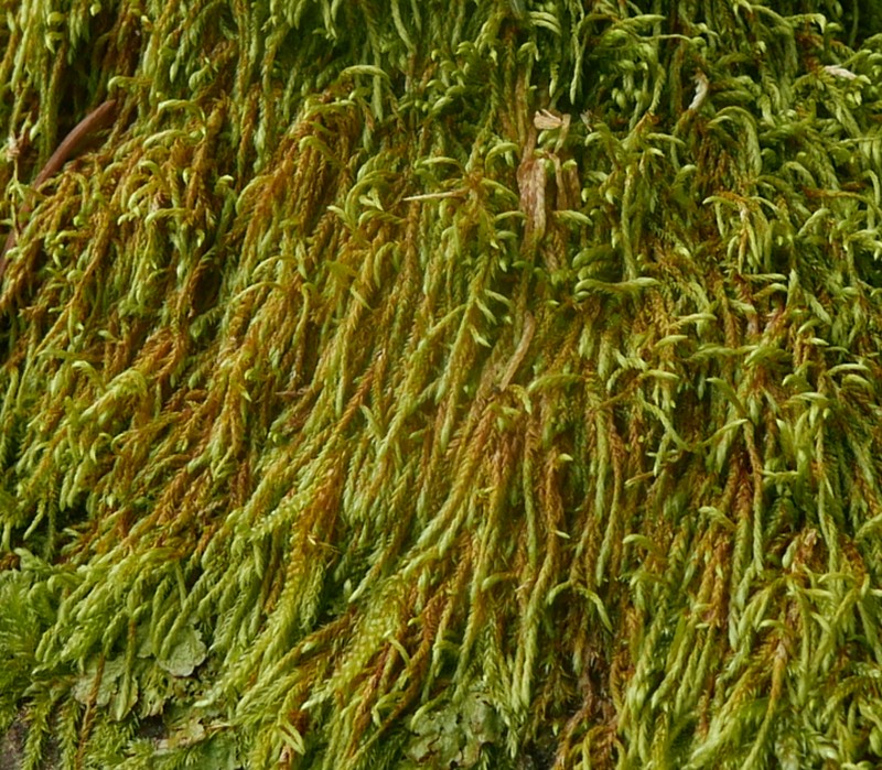 Pterigynandrum Moss photo 5