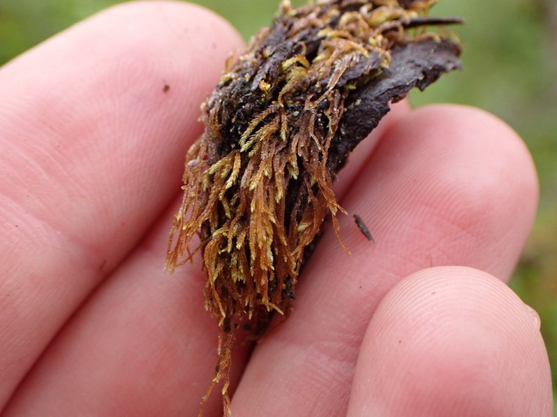 Pterigynandrum Moss photo 6