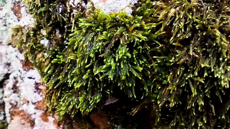 Pterigynandrum Moss photo 7