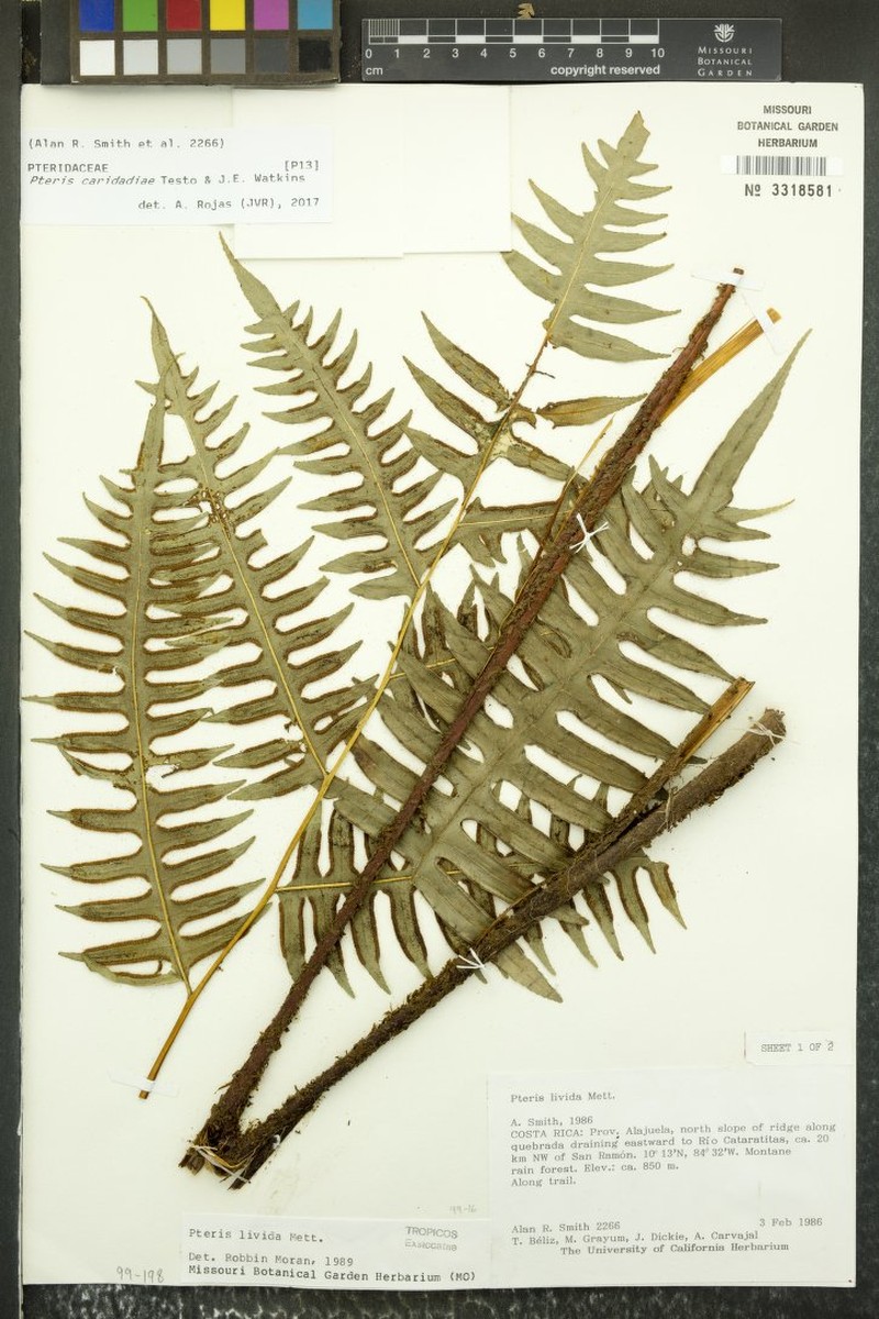 Pteris × caridadiae