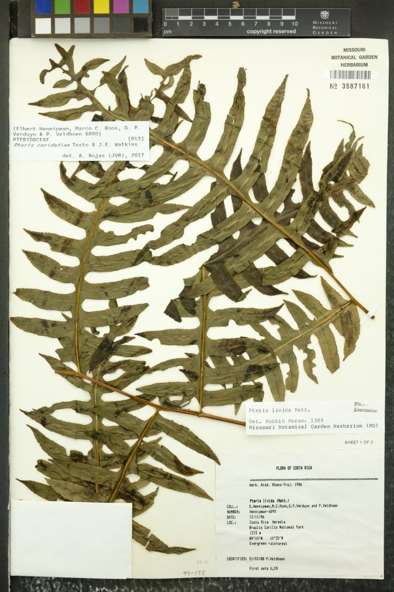 Pteris × caridadiae photo 2