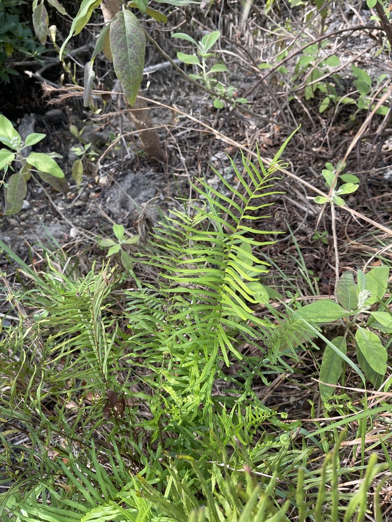 Brake Fern