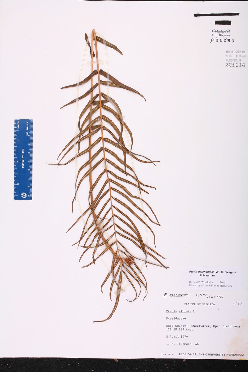 Brake Fern photo 2