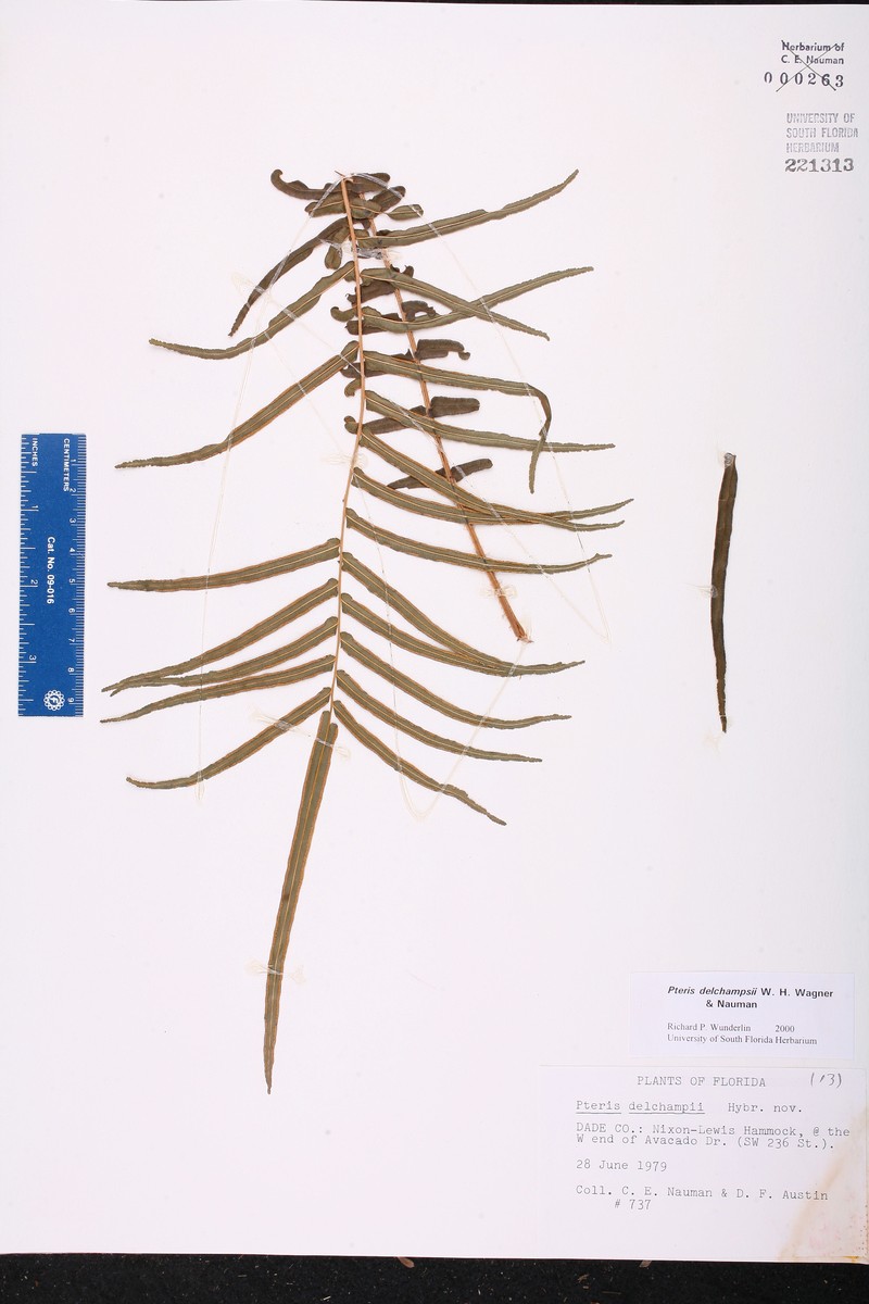 Brake Fern photo 3